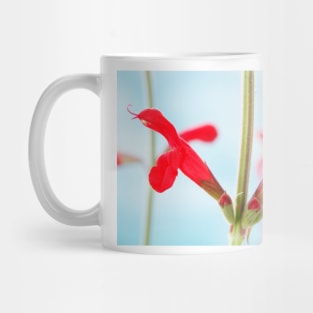 Salvia darcyi  Mexican sage Mug